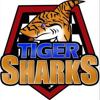 tiger sharks.jpg